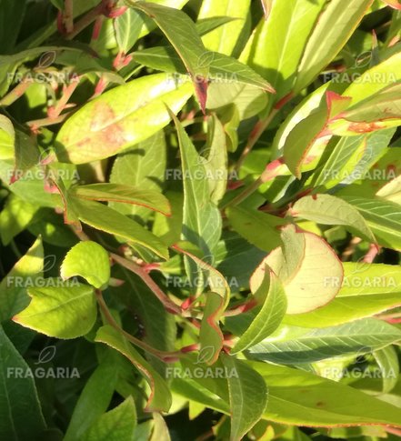 A fürtöshanga  Zeblid, Leucothoe Walteri, 20 cm, kont. 2 l