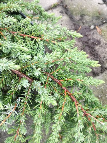 Közönséges boróka Greenmantle, Juniperus communis 15 - 20 cm, kont. 3l