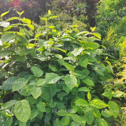 Calycanthus floridus - Illatos fűszercserje, kont. 3l