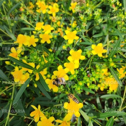 Orbáncfű Gemo, Hypericum , kont. 2l