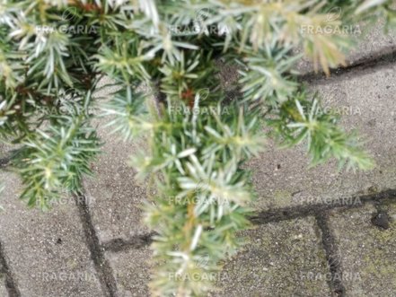 Föveny Boróka Silver Mist, Juniperus conferta 15 - 20 cm, kont. 3l