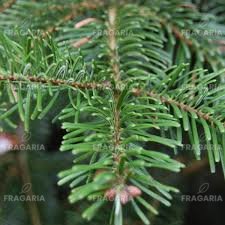 Kaukázusi jegenyefenyő, Abies nordmanniana, 10 - 15 cm, kont. 3l