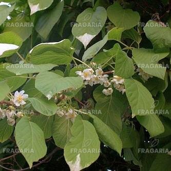 Mandzsu kivi Weiki, Actinidia arguta, kont. P9