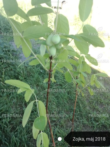 Kamcsatkai mézbogyó Zojka , Lonicera kamtschatica 20 - 30 cm, kont. 0,5l