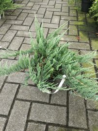 Henye bóroka Hughes, Juniperus horizontalis 40 - 50 cm, kont. 3l