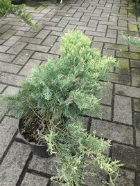 Virginiai Boróka  Golden Spring, Juniperus virginiana 50 - 60 cm, kont. 3l