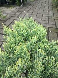 Virginiai Boróka  Golden Spring, Juniperus virginiana 50 - 60 cm, kont. 3l