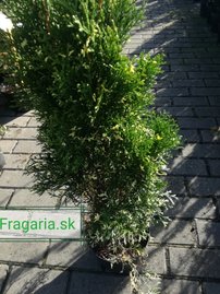 Nyugati tuja Konfetti , Thuja occidentalis, 50 - 60 cm, kont. 3l