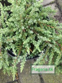 Közönséges boróka Greenmantle, Juniperus communis 15 - 20 cm, kont. 3l