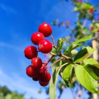 Vörösberkenyefa x Naspolya, Sorbus aucuparia x Aronia melanocarpa X Mespilus germanica, 130 – 190 cm, kont. 5l