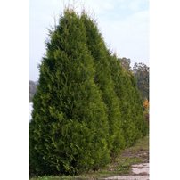 Nyugati tuja Aureospicata, Thuja occidentalis, 90 -100 cm, kont. 5l.